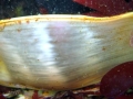 Swell Shark