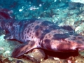 Swell Shark
