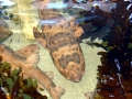 Swell Shark