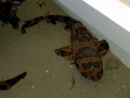 Swell Shark