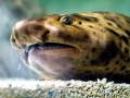 Swell Shark