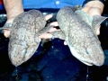 Swell Shark