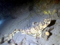 Swell Shark