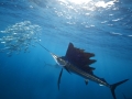 Swordfish