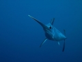 Swordfish