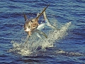Swordfish