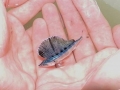 Swordfish