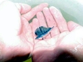 Swordfish