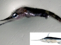 Swordfish