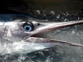 Swordfish