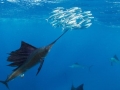 Swordfish