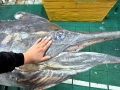 Swordfish