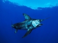 Swordfish
