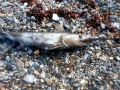 Swordfish
