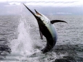 Swordfish
