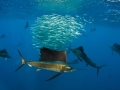 Swordfish