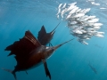 Swordfish