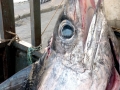 Swordfish