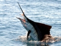 Swordfish