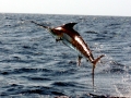 Swordfish