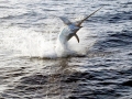 Swordfish
