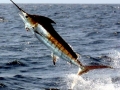 Swordfish