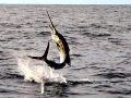 Swordfish