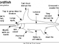 Swordfish