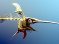 Swordfish