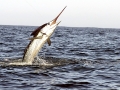 Swordfish