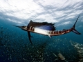 Swordfish