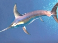 Swordfish