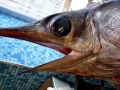 Swordfish