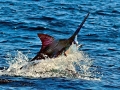 Swordfish