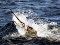 Swordfish
