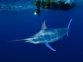 Swordfish