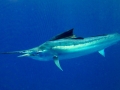 Swordfish