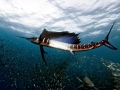 Swordfish
