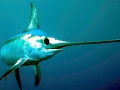 Swordfish