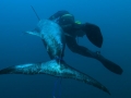 Swordfish
