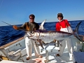 Swordfish