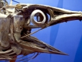 Swordfish