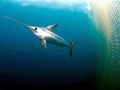 Swordfish