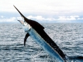 Swordfish