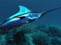 Swordfish
