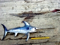 Swordfish