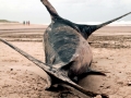 Swordfish