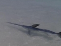 Swordfish