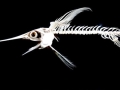 Swordfish