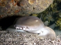 Nurse Shark